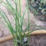 沿阶草自产自销沿阶草种植基地。100万低价处理