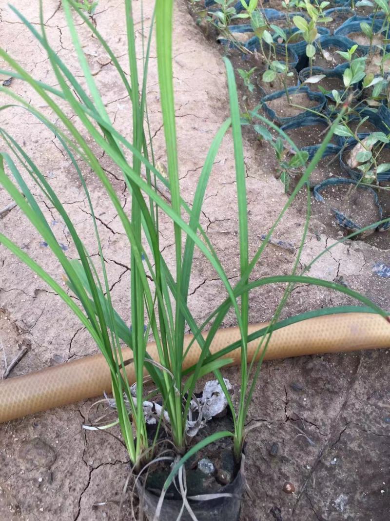 沿阶草自产自销沿阶草种植基地。100万低价处理