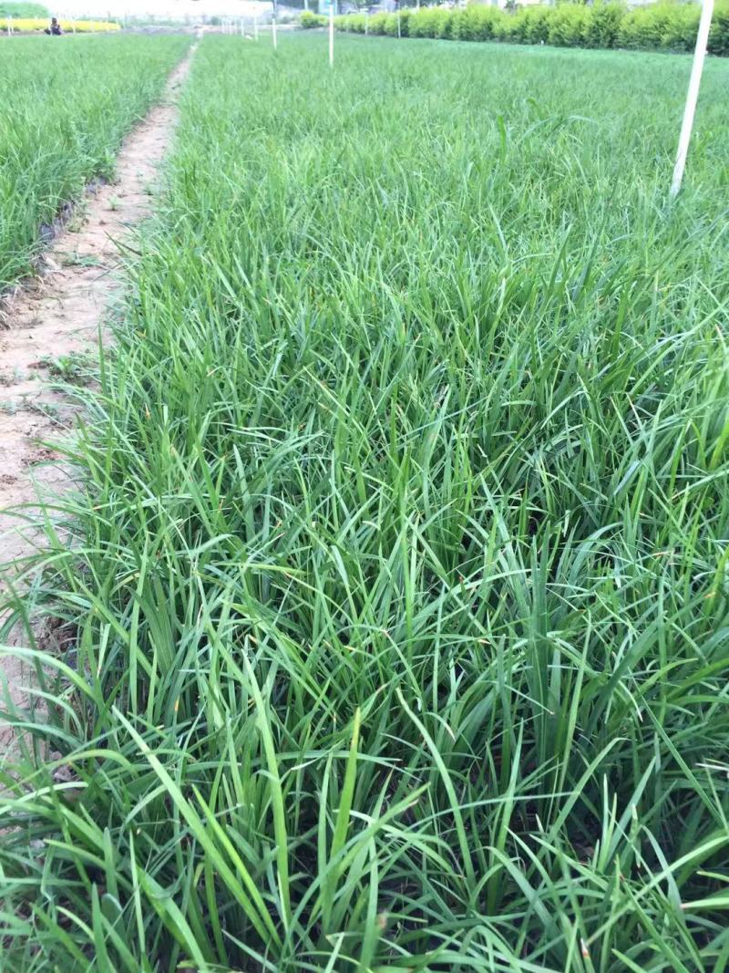 沿阶草自产自销沿阶草种植基地。100万低价处理