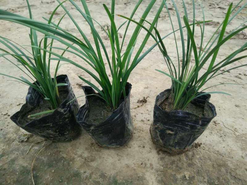 沿阶草自产自销沿阶草种植基地。100万低价处理