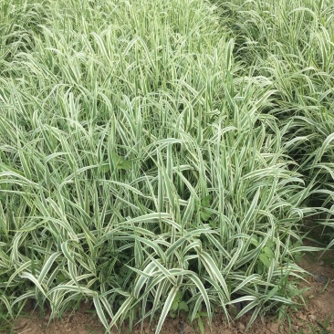 花叶芦竹种植基地花叶芦竹基地直销。100万低价处理