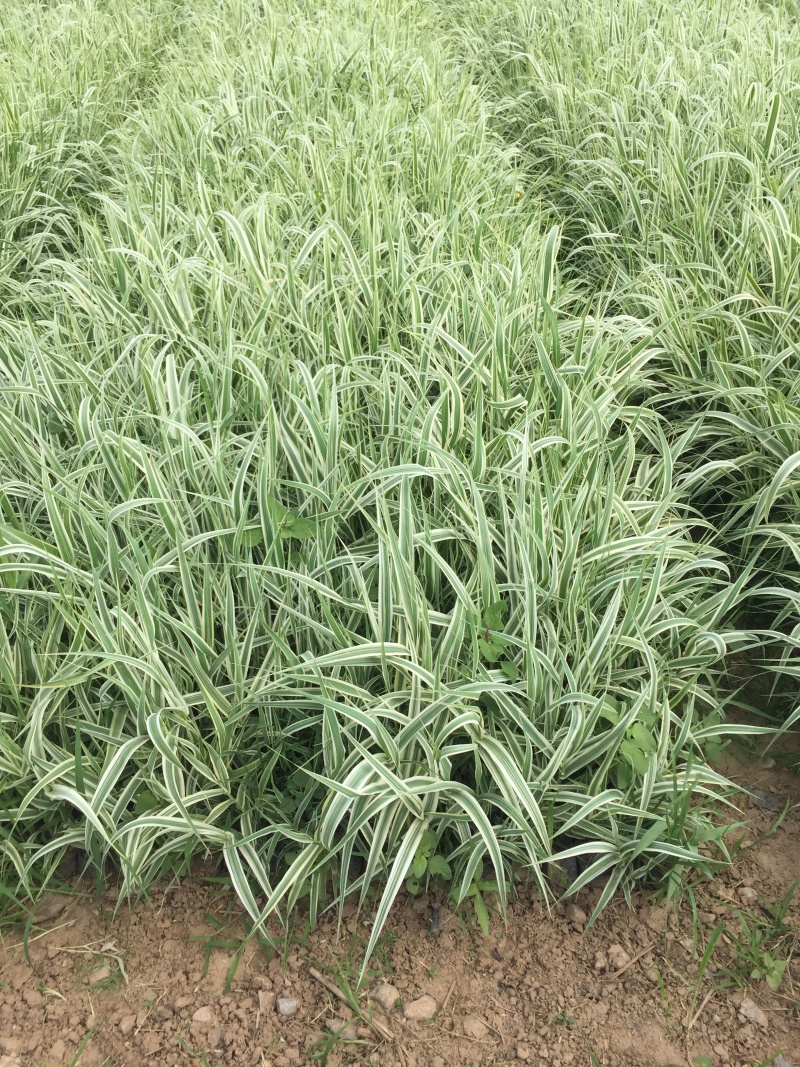花叶芦竹种植基地花叶芦竹基地直销。100万低价处理