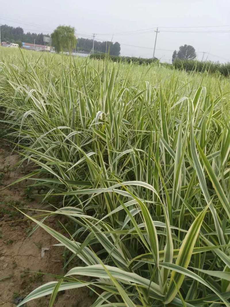 花叶芦竹种植基地花叶芦竹基地直销。100万低价处理