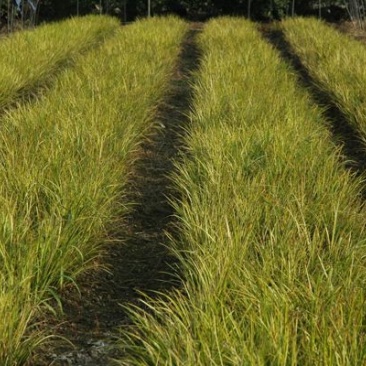 金叶石菖蒲自产自销金叶菖蒲种植基地。100万处理