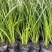 金叶石菖蒲自产自销金叶菖蒲种植基地。100万处理