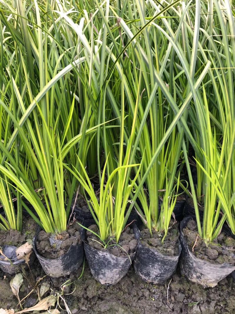 金叶石菖蒲自产自销金叶菖蒲种植基地。100万处理