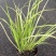 金叶石菖蒲自产自销金叶菖蒲种植基地。100万处理