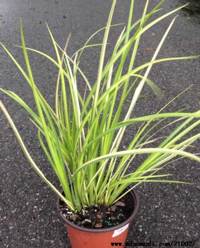 金叶石菖蒲自产自销金叶菖蒲种植基地。100万处理