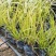 金叶石菖蒲自产自销金叶菖蒲种植基地。100万处理