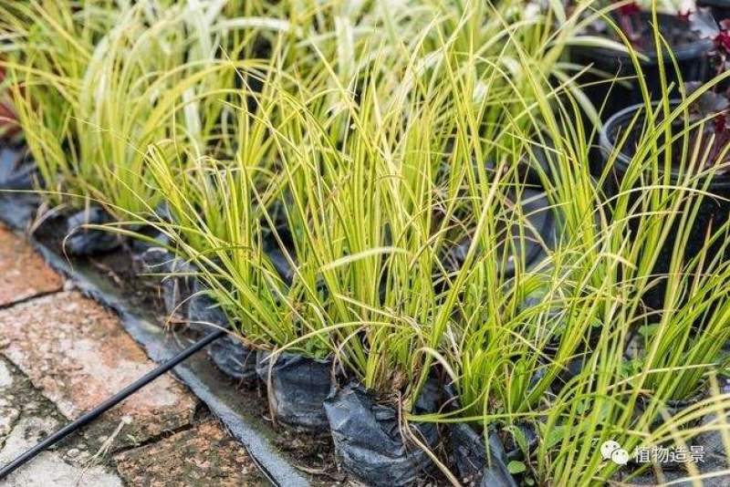 金叶石菖蒲自产自销金叶菖蒲种植基地。100万处理