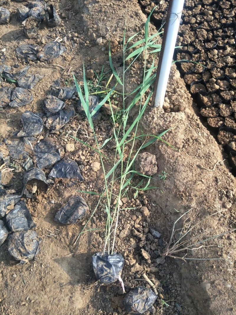 芦苇种植基地芦苇自产自销。低价处理。