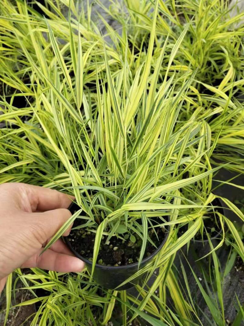 花卉盆景箱根草种植基地箱根草农户直销。低价处理。