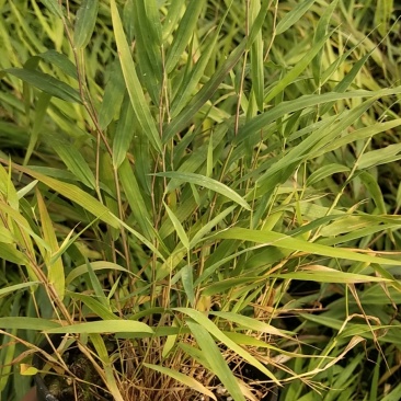 花卉盆景箱根草种植基地箱根草农户直销。低价处理。
