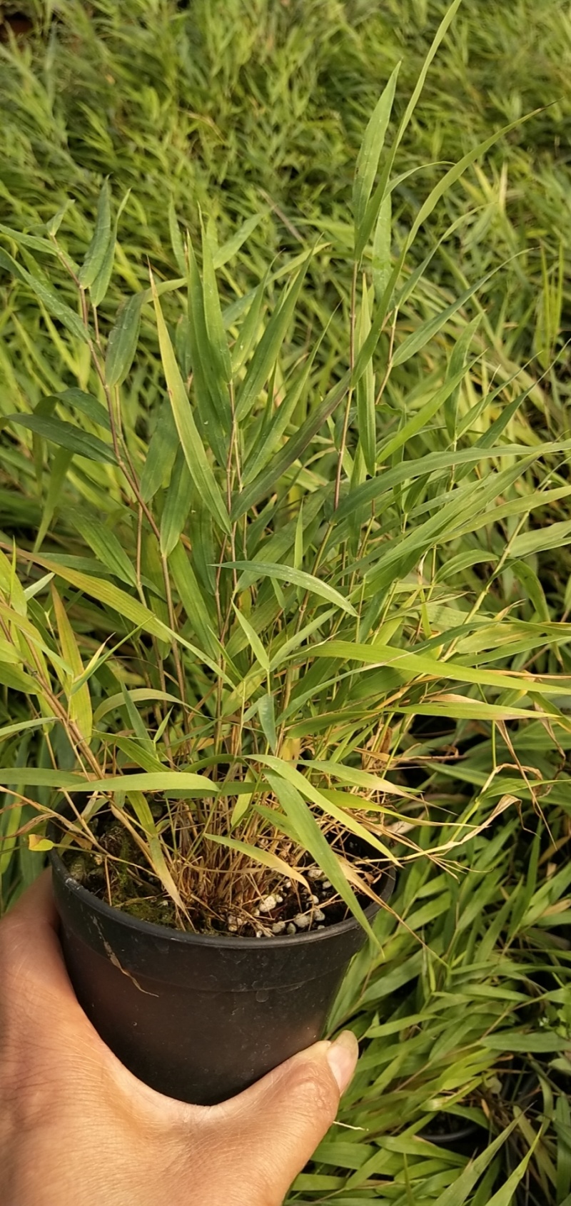花卉盆景箱根草种植基地箱根草农户直销。低价处理。