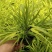 花卉盆景箱根草种植基地箱根草农户直销。低价处理。