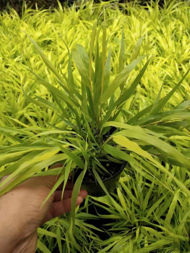 花卉盆景箱根草种植基地箱根草农户直销。低价处理。