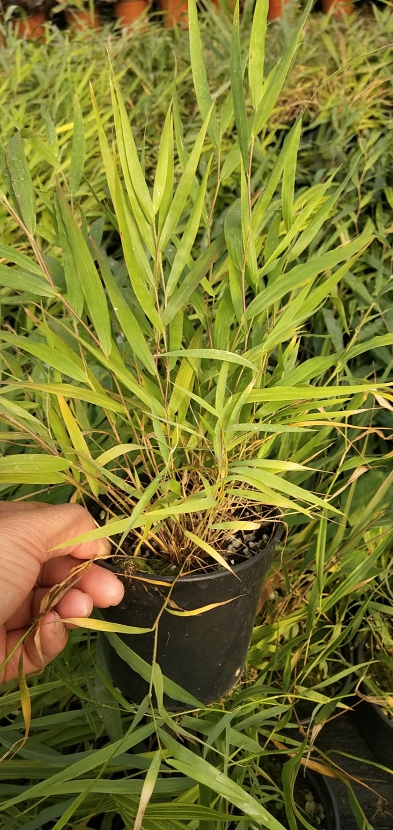 花卉盆景箱根草种植基地箱根草农户直销。低价处理。