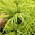 花卉盆景箱根草种植基地箱根草农户直销。低价处理。