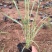 狼尾草自产自销狼尾草100万直销。低价处理。