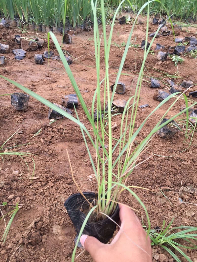 狼尾草自产自销狼尾草100万直销。低价处理。
