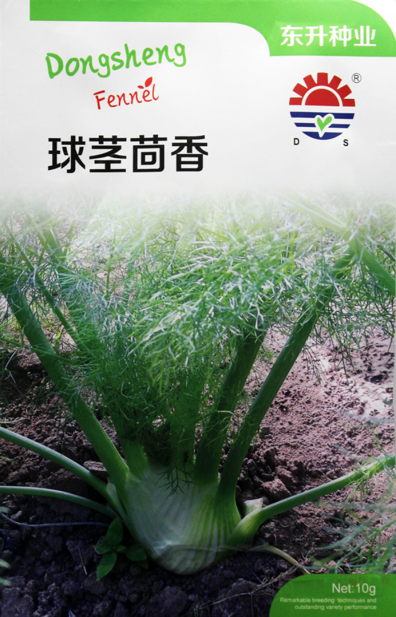 东升球茎茴香种子种籽高产小茴香菜种籽阳台四季大蔬菜春季播