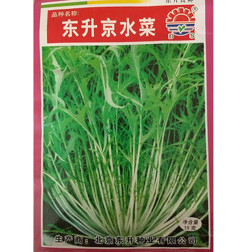 京水菜种子日本引进特色蔬菜耐寒易再培四季水晶菜种