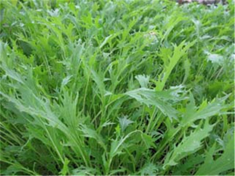 京水菜种子日本引进特色蔬菜耐寒易再培四季水晶菜种