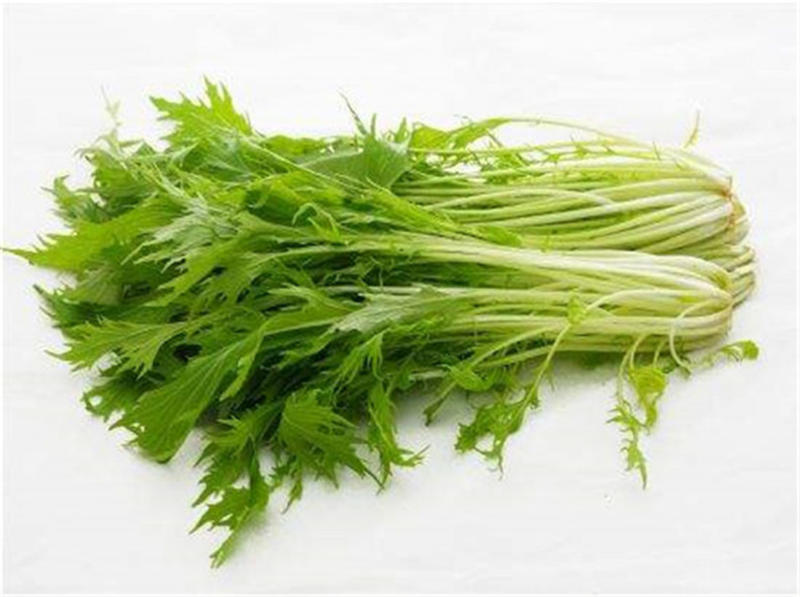 京水菜种子日本引进特色蔬菜耐寒易再培四季水晶菜种