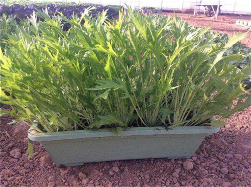 京水菜种子日本引进特色蔬菜耐寒易再培四季水晶菜种