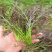 京水菜种子日本引进特色蔬菜耐寒易再培四季水晶菜种