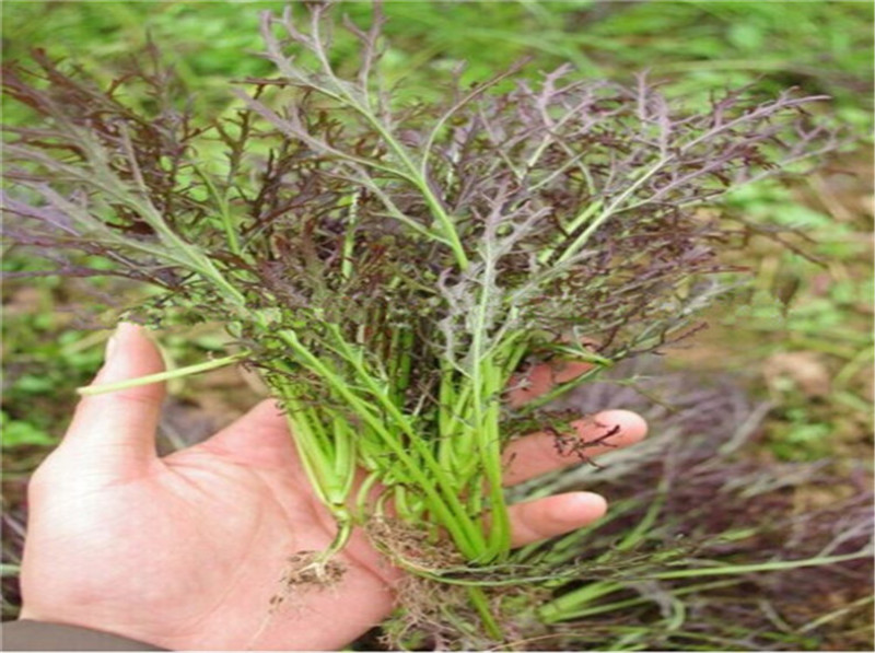 京水菜种子日本引进特色蔬菜耐寒易再培四季水晶菜种