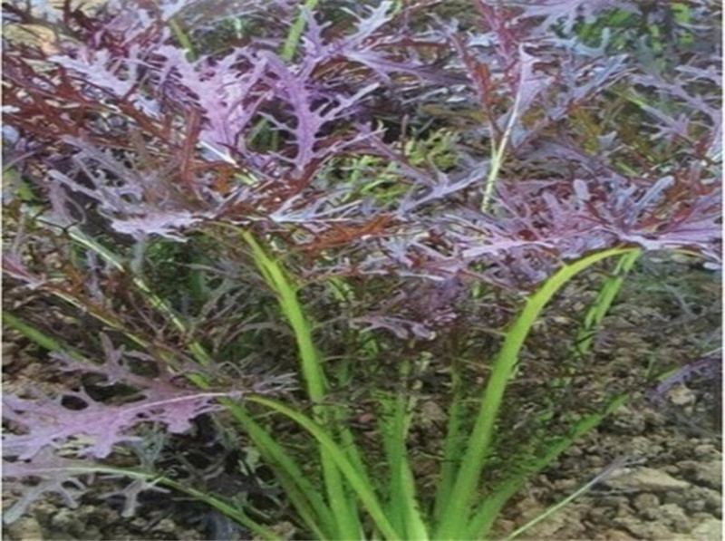 京水菜种子日本引进特色蔬菜耐寒易再培四季水晶菜种