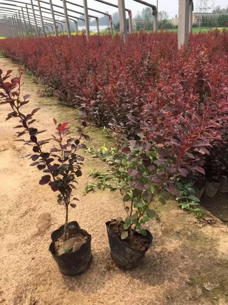 红叶小檗自产自销红叶小檗种植基地。500万低价处理