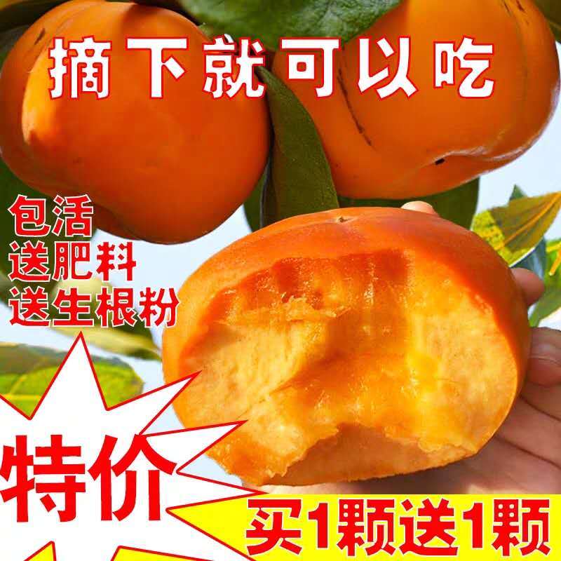 矮化无核甜脆柿子树苗新品种摘下即可食用包技术