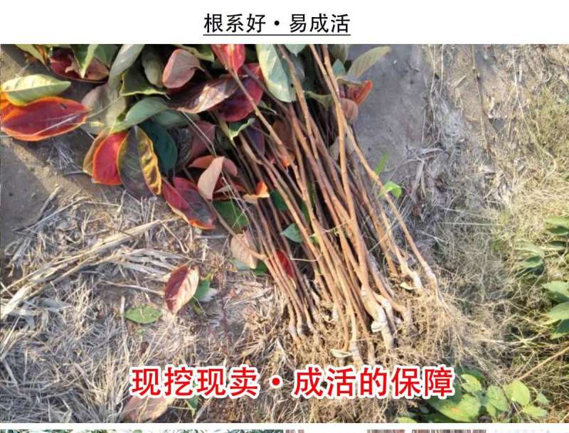 矮化无核甜脆柿子树苗新品种摘下即可食用包技术