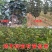矮化无核甜脆柿子树苗新品种摘下即可食用包技术