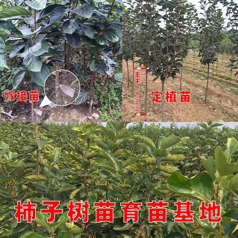 矮化无核甜脆柿子树苗新品种摘下即可食用包技术