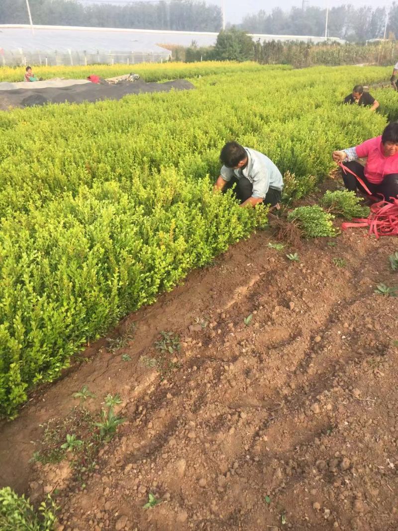 瓜子黄杨种植基地瓜子黄杨自产自销。50万低价