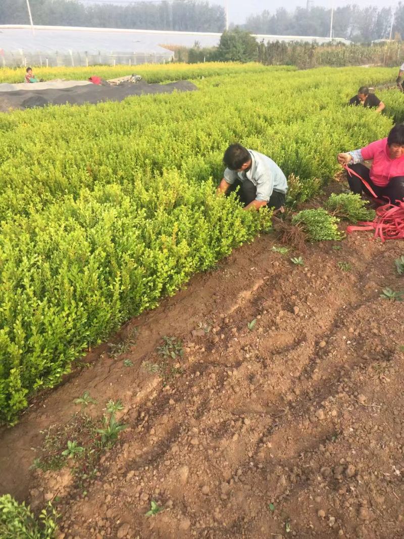 小叶黄杨基地直销小叶黄杨自产自销。300万低价处理