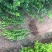小叶黄杨基地直销小叶黄杨自产自销。300万低价处理
