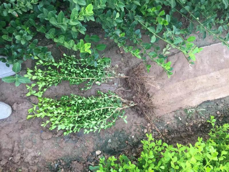小叶黄杨基地直销小叶黄杨自产自销。300万低价处理