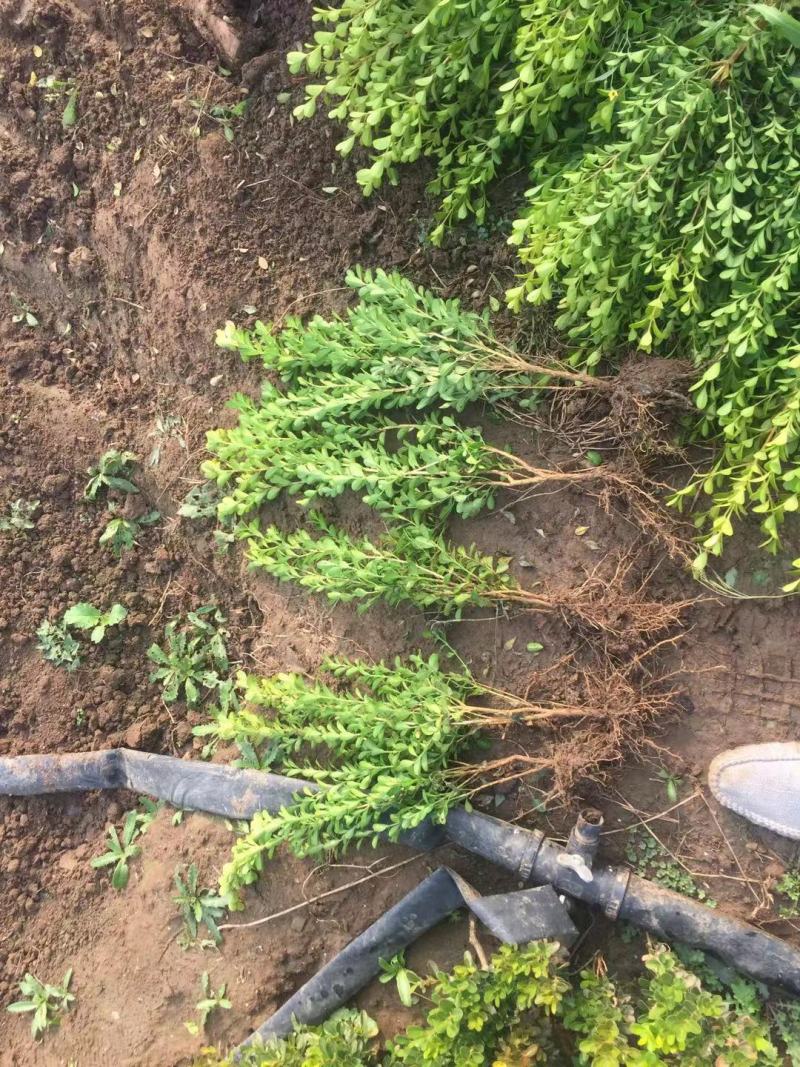 小叶黄杨基地直销小叶黄杨自产自销。300万低价处理