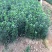 大叶黄杨种植基地200万大叶黄杨直销。低价处理。