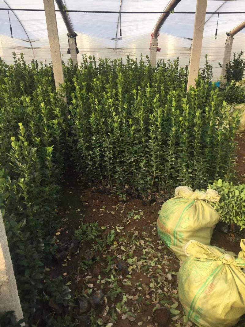 大叶黄杨种植基地200万大叶黄杨直销。低价处理。