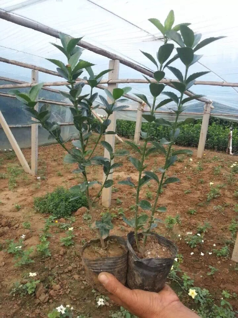 大叶黄杨种植基地200万大叶黄杨直销。低价处理。