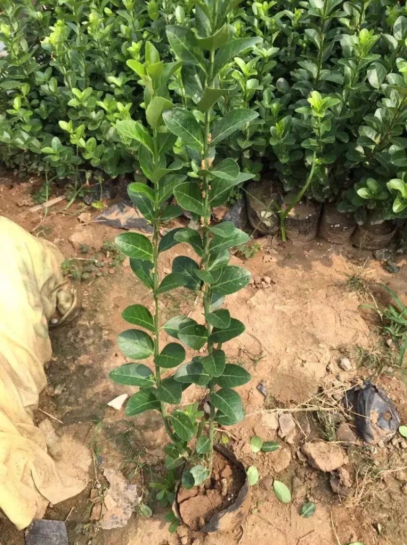 大叶黄杨种植基地200万大叶黄杨直销。低价处理。