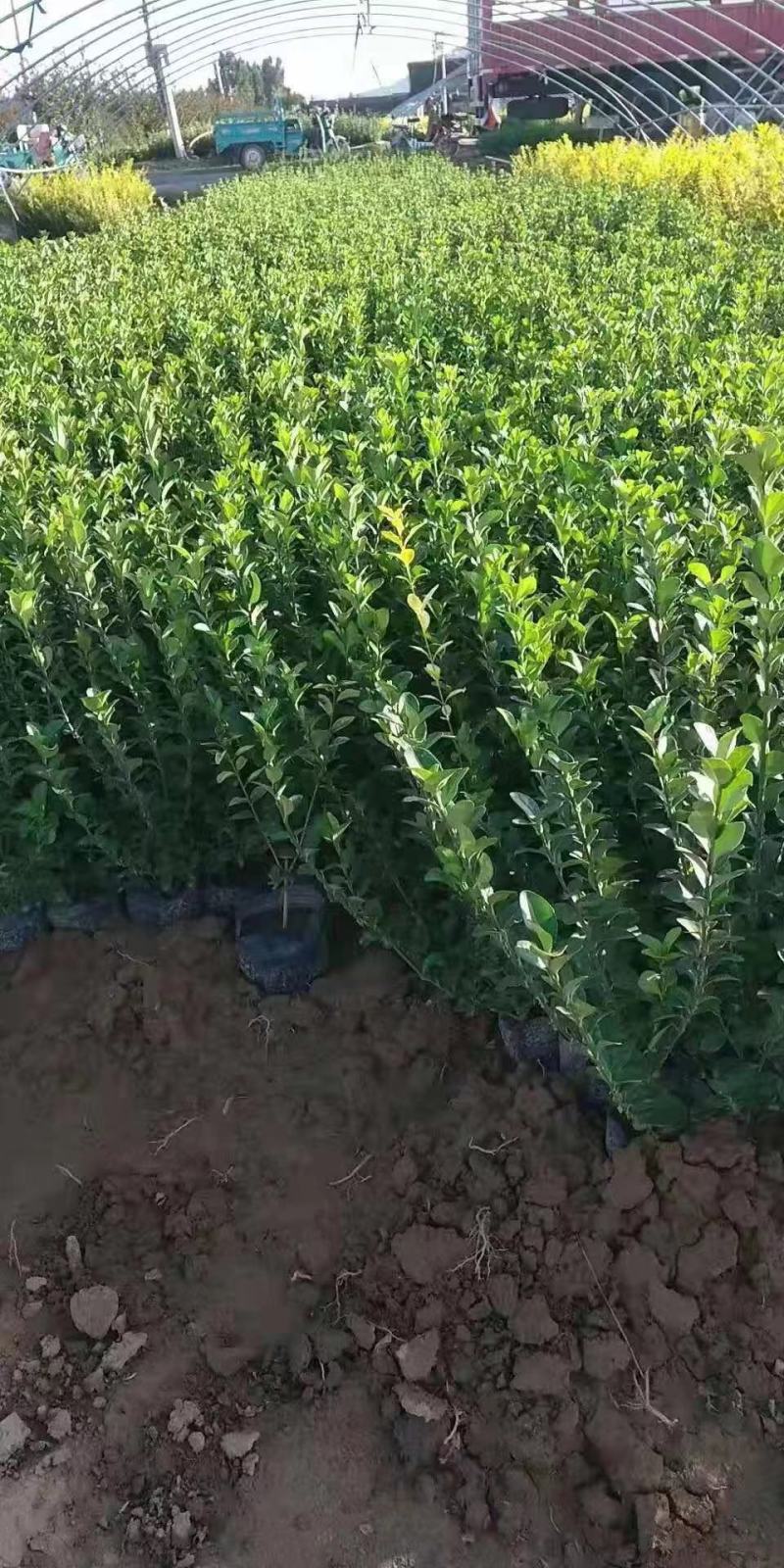 卫矛种植基地卫矛100万直销。低价处理。