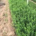 卫矛种植基地卫矛100万直销。低价处理。