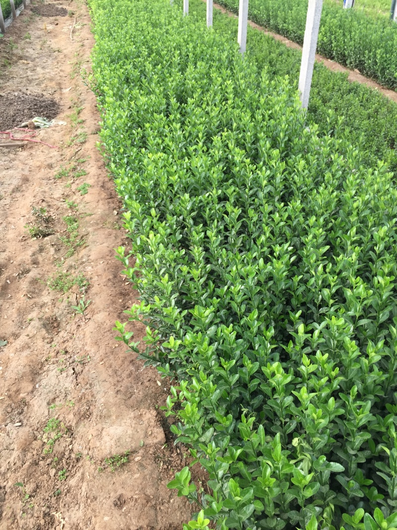 卫矛种植基地卫矛100万直销。低价处理。