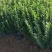 卫矛种植基地卫矛100万直销。低价处理。
